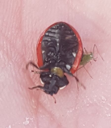 Coccinella magnifica  - Thomas Lux
