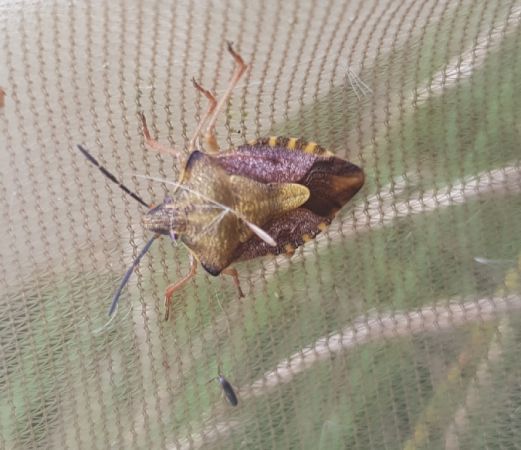 Carpocoris purpureipennis  - Thomas Lux