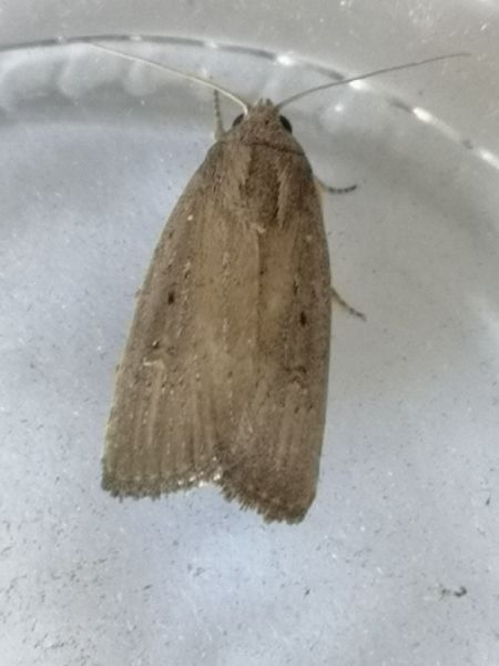 Amphipyra tragopoginis  - Françoise Rauzieres (TGB-SSNTG)