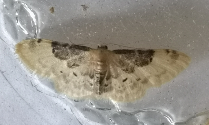 Idaea filicata  - Françoise Rauzieres (TGB-SSNTG)