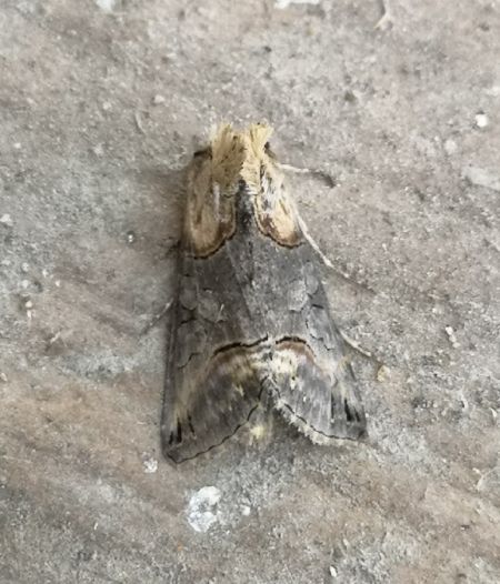 Abrostola triplasia  - Françoise Rauzieres (TGB-SSNTG)