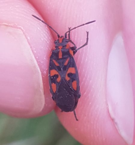 Spilostethus saxatilis  - Thomas Lux