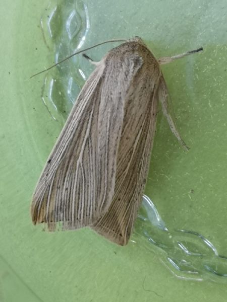Anapoma riparia  - Françoise Rauzieres (TGB-SSNTG)