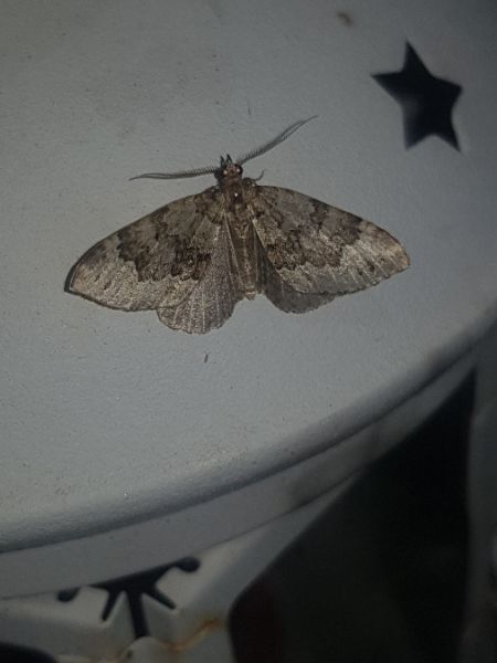 Colostygia olivata  - Thomas Lux