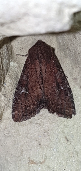 Apamea lateritia  - Melchior Viallet