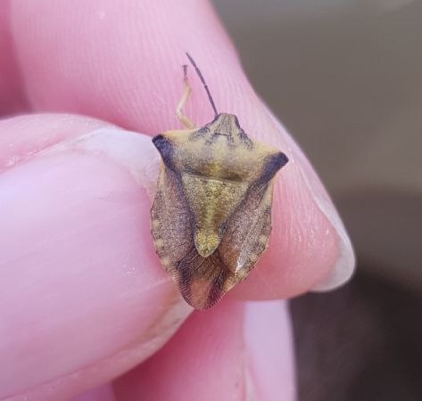 Carpocoris fuscispinus  - Thomas Lux
