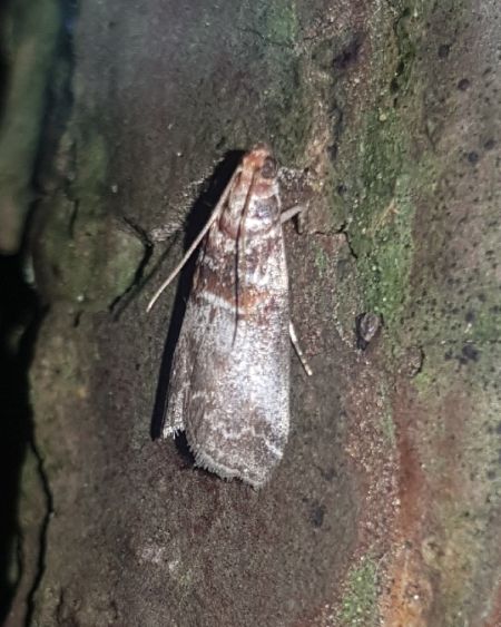 Acrobasis advenella  - Thomas Lux