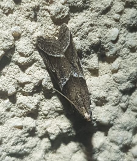 Nyctegretis lineana  - Thomas Lux