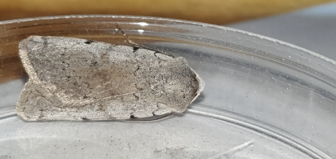 Xestia ashworthii  - Melchior Viallet