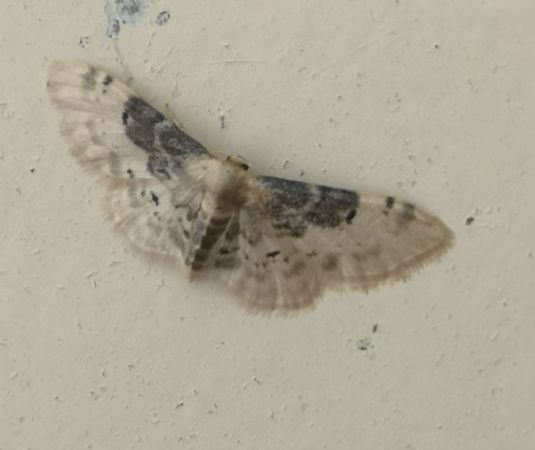 Idaea filicata  - Françoise Rauzieres (TGB-SSNTG)