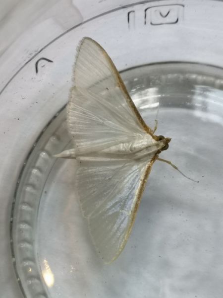 Palpita vitrealis  - Françoise Rauzieres (TGB-SSNTG)