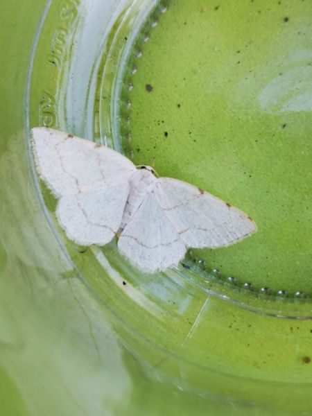 Stegania trimaculata  - Françoise Rauzieres (TGB-SSNTG)