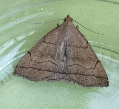 Herminia tarsicrinalis  - Françoise Rauzieres (TGB-SSNTG)