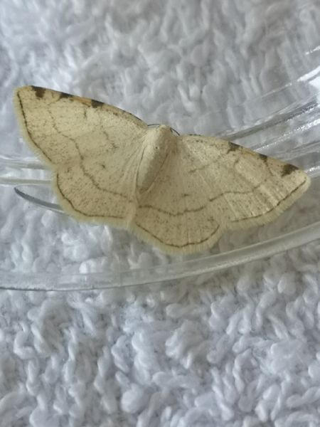 Stegania trimaculata  - Françoise Rauzieres (TGB-SSNTG)