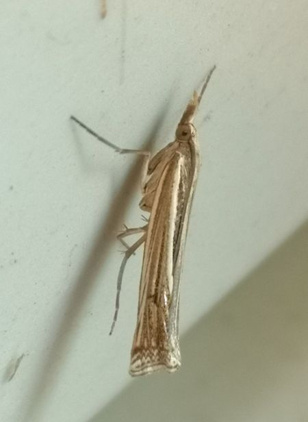 Crambus indéterminé  - Françoise Rauzieres (TGB-SSNTG)