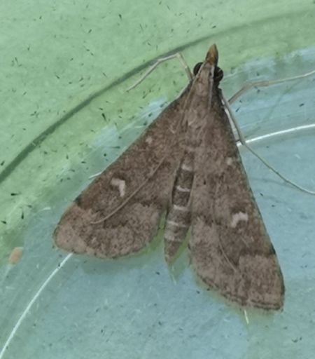 Dolicharthria punctalis  - Françoise Rauzieres (TGB-SSNTG)