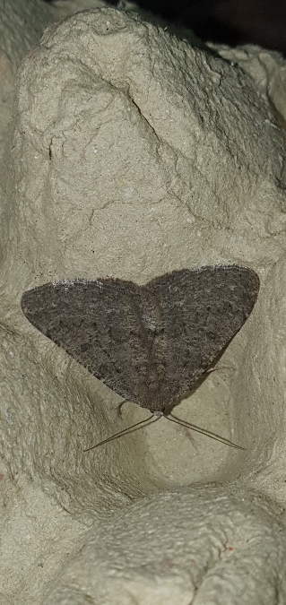 Gnophos obfuscata  - Melchior Viallet