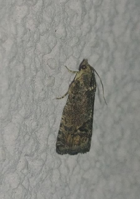 Cydia splendana 