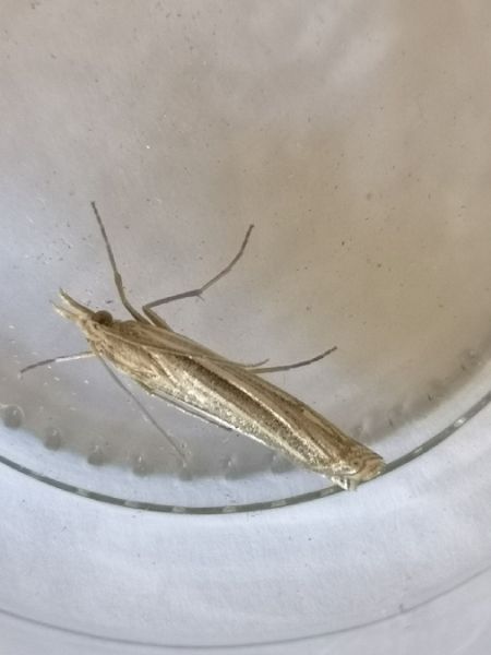 Crambus indéterminé  - Françoise Rauzieres (TGB-SSNTG)