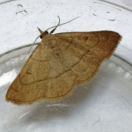 Paracolax tristalis  - Françoise Rauzieres (TGB-SSNTG)