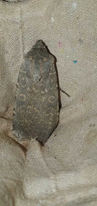 Rhyacia lucipeta  - Melchior Viallet