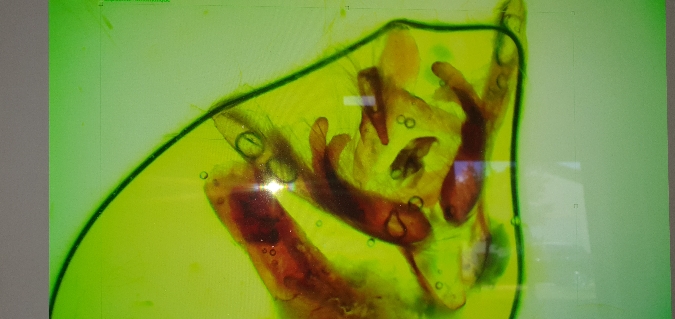 Rhyacia lucipeta  - Melchior Viallet