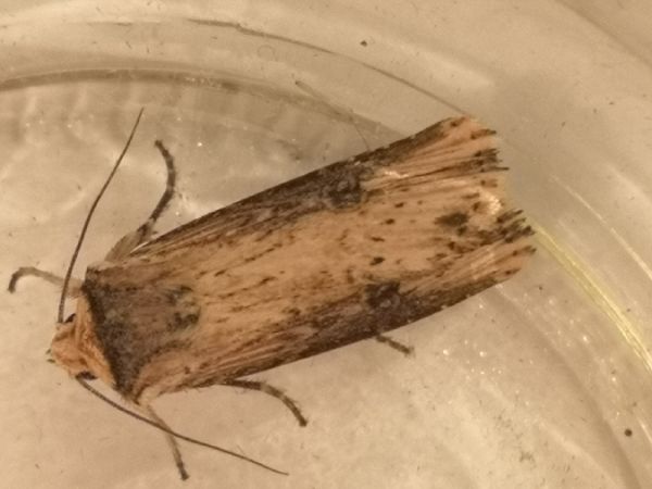 Noctuelle putride  - Françoise Rauzieres (TGB-SSNTG)
