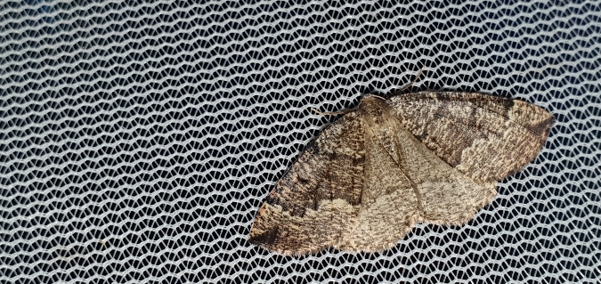 Pungeleria capreolaria  - Melchior Viallet