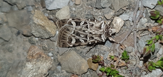 Chersotis larixia  - Melchior Viallet
