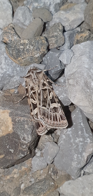 Chersotis larixia  - Melchior Viallet