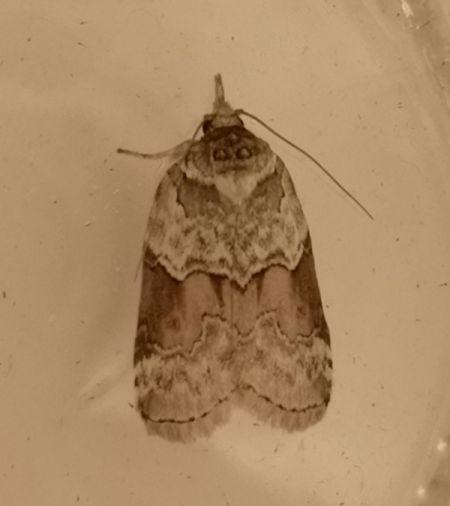 Nycteola sp.  - Françoise Rauzieres (TGB-SSNTG)