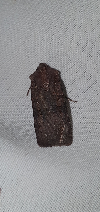 Euxoa nigricans  - Melchior Viallet