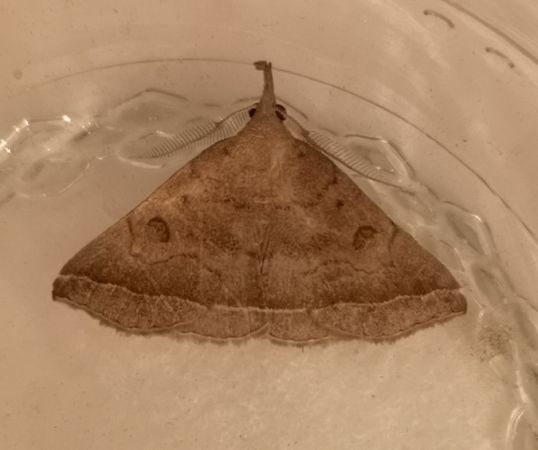 Zanclognatha lunalis  - Françoise Rauzieres (TGB-SSNTG)