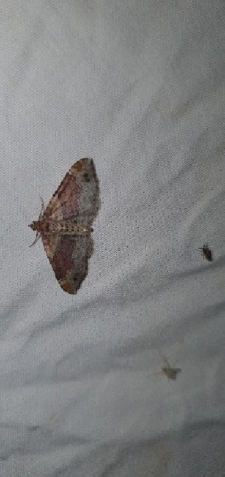 Xanthorhoe spadicearia  - Melchior Viallet
