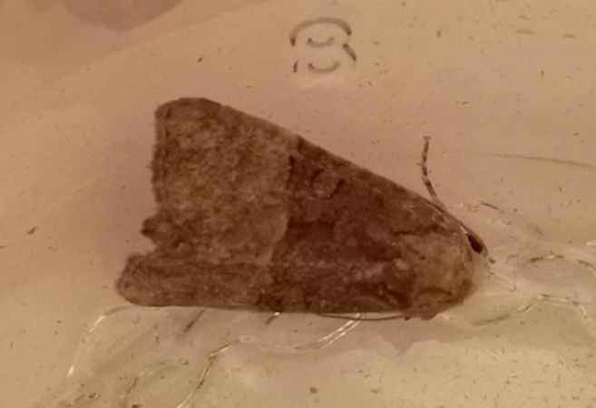 Mesoligia furuncula  - Françoise Rauzieres (TGB-SSNTG)
