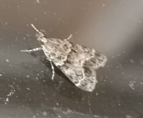 Eudonia sp.  - Françoise Rauzieres (TGB-SSNTG)