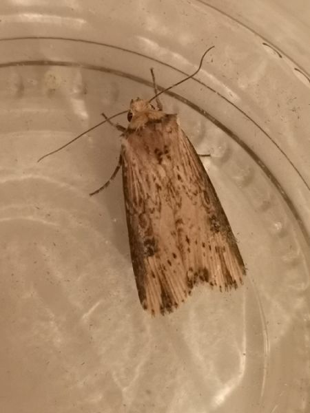 Noctuelle putride  - Françoise Rauzieres (TGB-SSNTG)