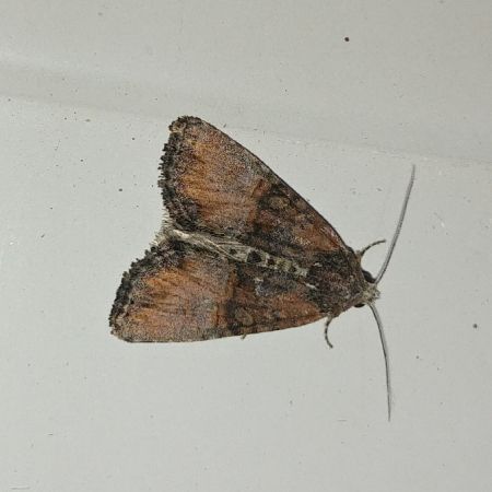Mesoligia furuncula 