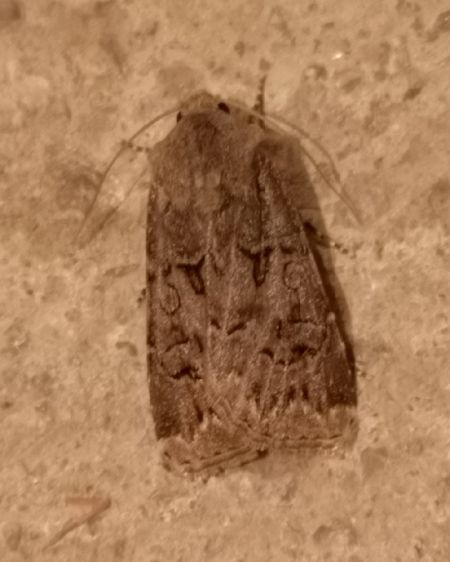 Noctuelle trapue  - Françoise Rauzieres (TGB-SSNTG)