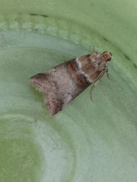 Acrobasis repandana  - Françoise Rauzieres (TGB-SSNTG)