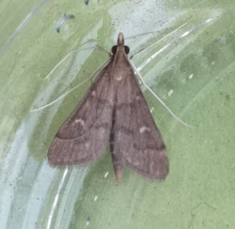Dolicharthria punctalis  - Françoise Rauzieres (TGB-SSNTG)