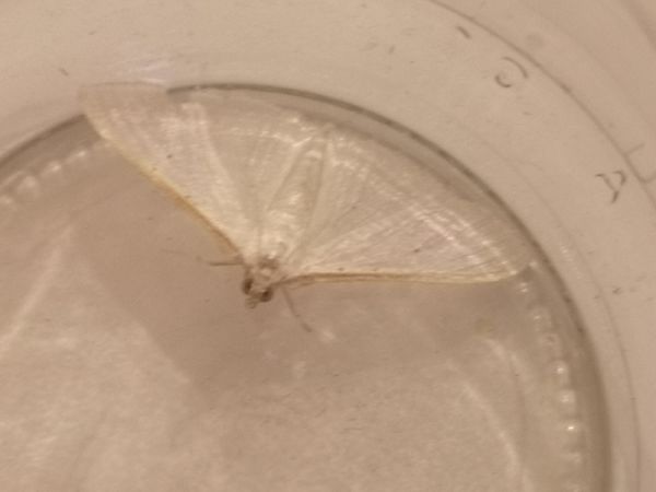 Palpita vitrealis  - Françoise Rauzieres (TGB-SSNTG)