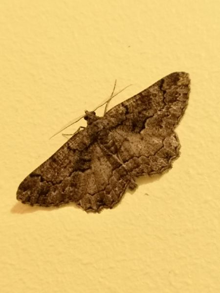 Peribatodes ilicaria  - Françoise Rauzieres (TGB-SSNTG)