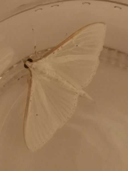 Palpita vitrealis  - Françoise Rauzieres (TGB-SSNTG)