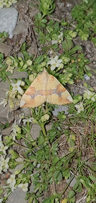 Cidaria fulvata  - Melchior Viallet