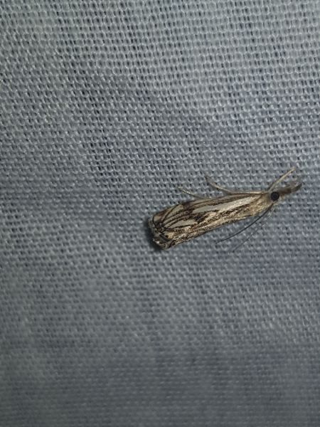 Catoptria falsella  - Thomas Lux