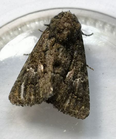 Aedia leucomelas  - Françoise Rauzieres (TGB-SSNTG)