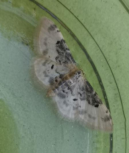 Idaea filicata  - Françoise Rauzieres (TGB-SSNTG)