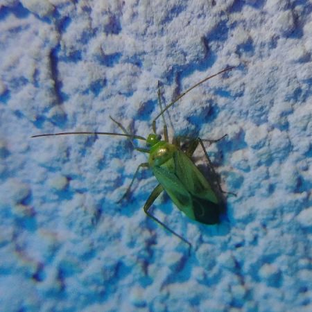 Adelphocoris lineolatus 