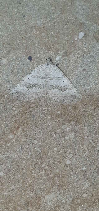 Scotopteryx bipunctaria  - Melchior Viallet